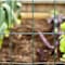 Garden Zone Garden Craft 24 in. H X 50 ft. L Steel Welded Wire Fence 2x3 in. 022450 - alternate 2